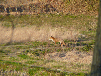 野山の狐 59a36b1872f39515c8eeffd6ae9ed3